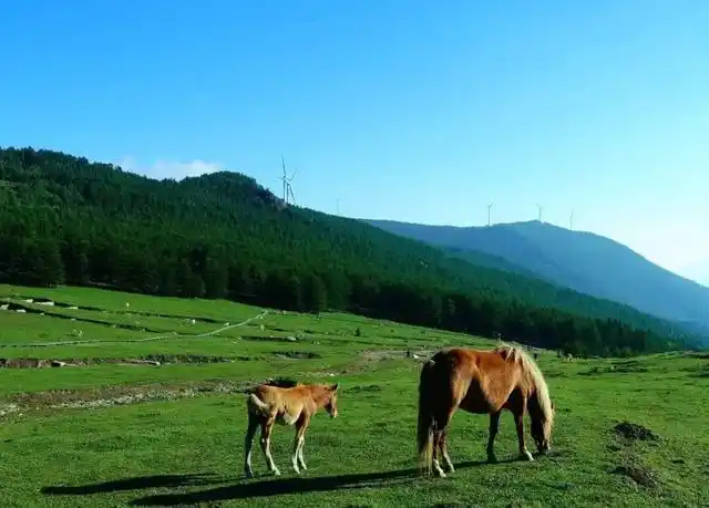 太原周边露营地_山西云顶山旅游攻略_云顶山自然风景区
