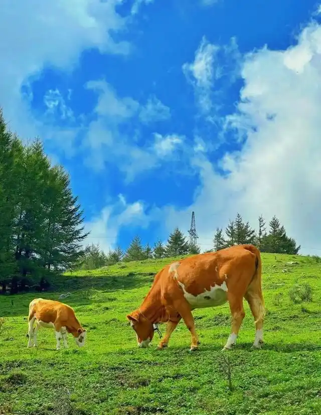 山西云顶山旅游攻略_太原周边露营地_云顶山自然风景区