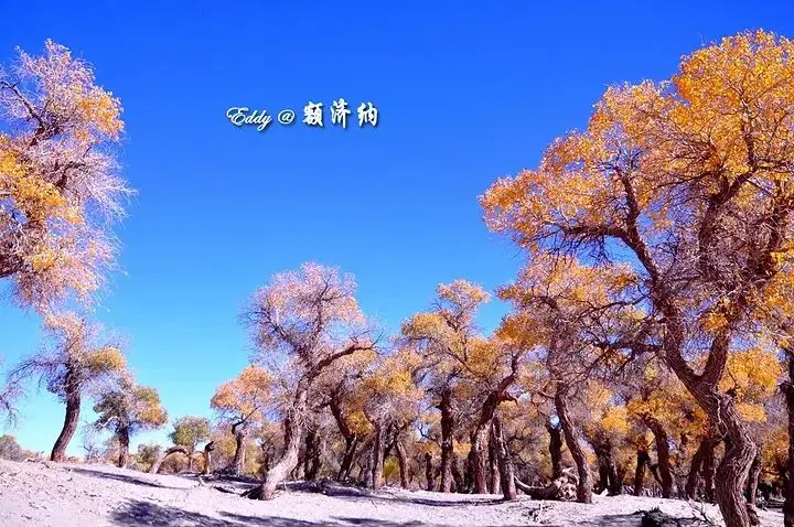 呼和浩特草原旅游攻略_内蒙古呼伦贝尔大草原旅游攻略_呼伦贝尔大草原6日游路线