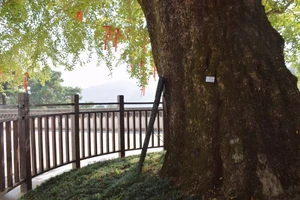 南岳衡山旅游攻略_衡山风景名胜区特色_南岳衡山景点介绍