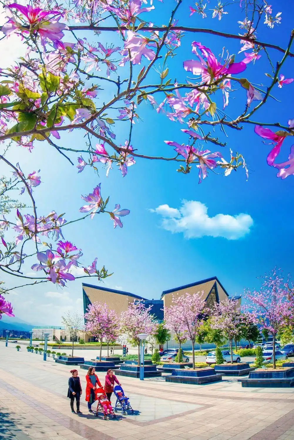 成都到攀枝花旅游攻略_攀枝花阳光康养旅游路线_攀枝花新成昆铁路旅游攻略