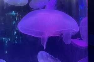 泉城欧乐堡低龄宝宝游玩攻略_济南欧乐堡闺蜜月活动_济南欧乐堡旅游攻略