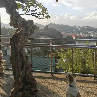 到斯里兰卡旅游攻略_佛齿寺泥干布狮子岩科伦坡康提景点推荐_斯里兰卡旅游攻略 吃住行玩全指南