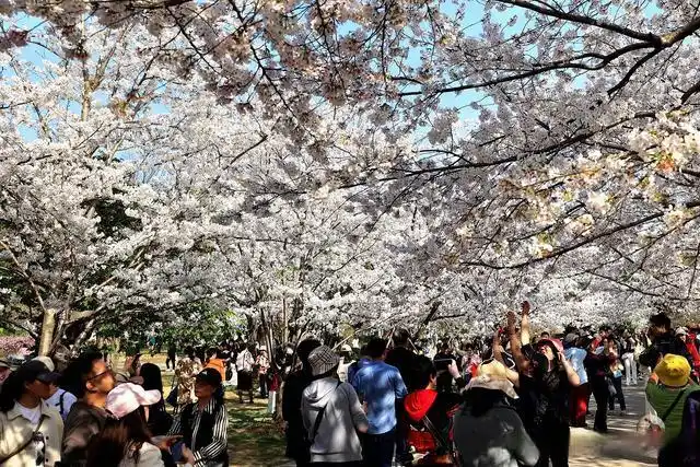 避开人群游览鼋头渚攻略_鼋头渚最佳游览路线_无锡鼋头渚旅游攻略