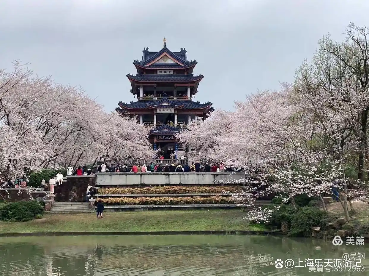 鼋头渚樱花拍照攻略_无锡鼋头渚旅游攻略_鼋头渚樱花一日游行程
