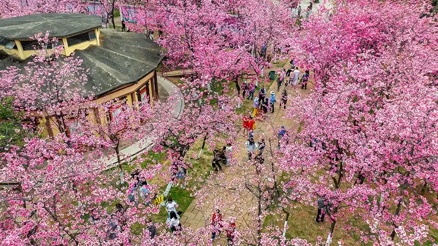 春季南通旅游攻略_春日出游攻略_赏花踏青地图