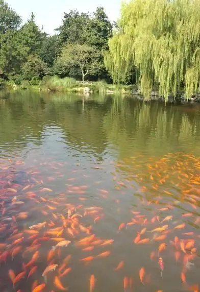 断桥残雪苏堤春晓_杭州西湖旅游攻略_杭州西湖十大景点