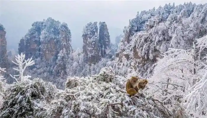 张家界冬天旅游攻略_张家界冬天必带物品_张家界冬天旅游攻略