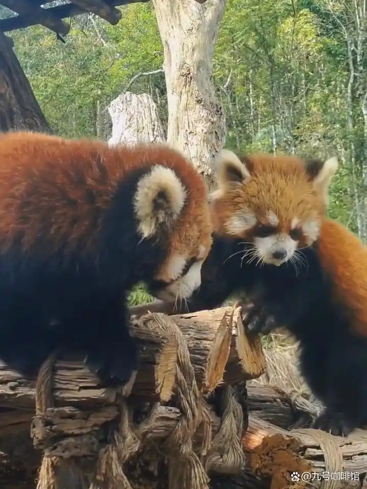 普洱旅游攻略_普洱市旅游攻略_普洱必游景点