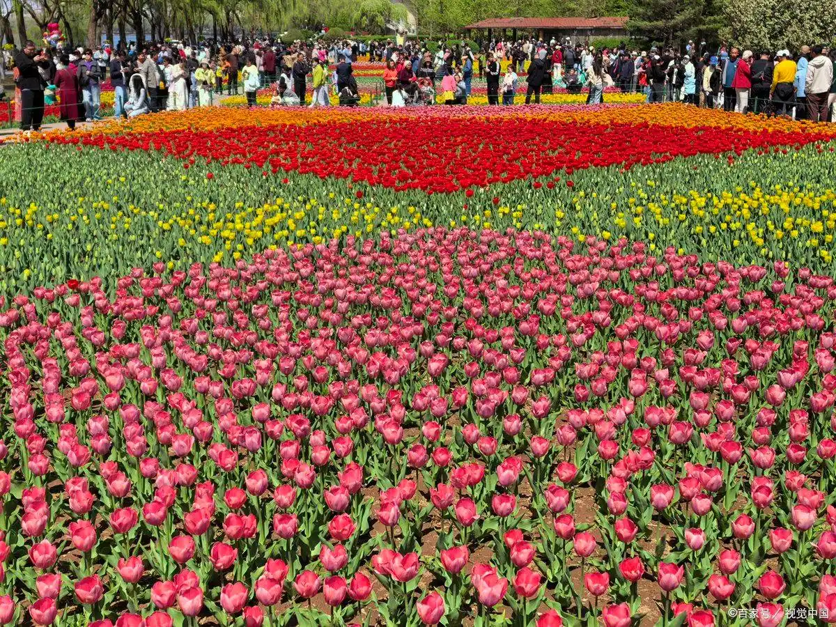 沈阳世博园旅游攻略_沈阳世博园郁金香花展_沈阳郁金香最佳观赏时间