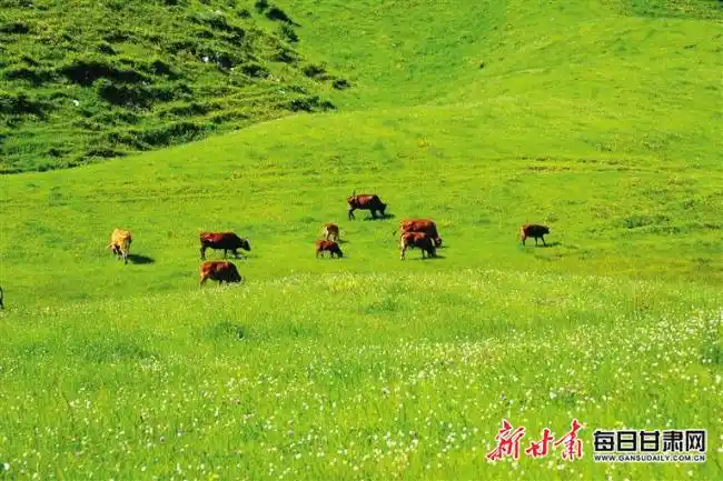 甘肃草原旅游攻略_千坝草原旅游攻略_桑科草原旅游路线