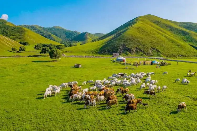内蒙古特色美食介绍_内蒙额济纳旗旅游攻略地图_内蒙古旅游攻略