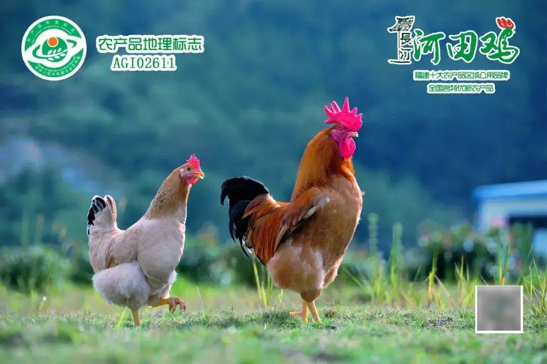 长汀红色旅游长征国家文化公园_长汀古城历史文化名城保护_长汀古城旅游攻略