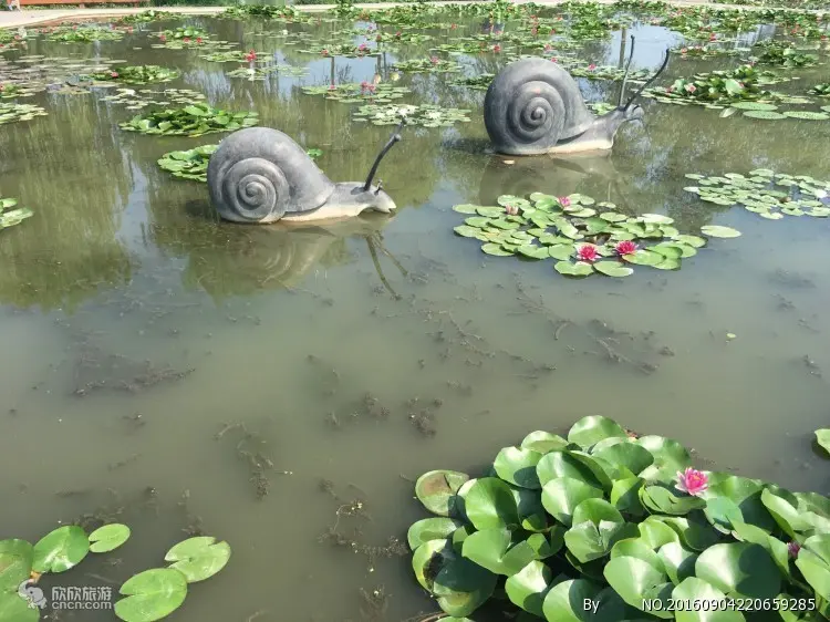 白洋淀荷花大观园一日游_从北京到白洋淀旅游攻略_北京到白洋淀一日游
