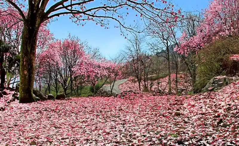 北川羌族自治县旅游线路_北川药王谷旅游攻略_北川大禹故里羌城旅游攻略