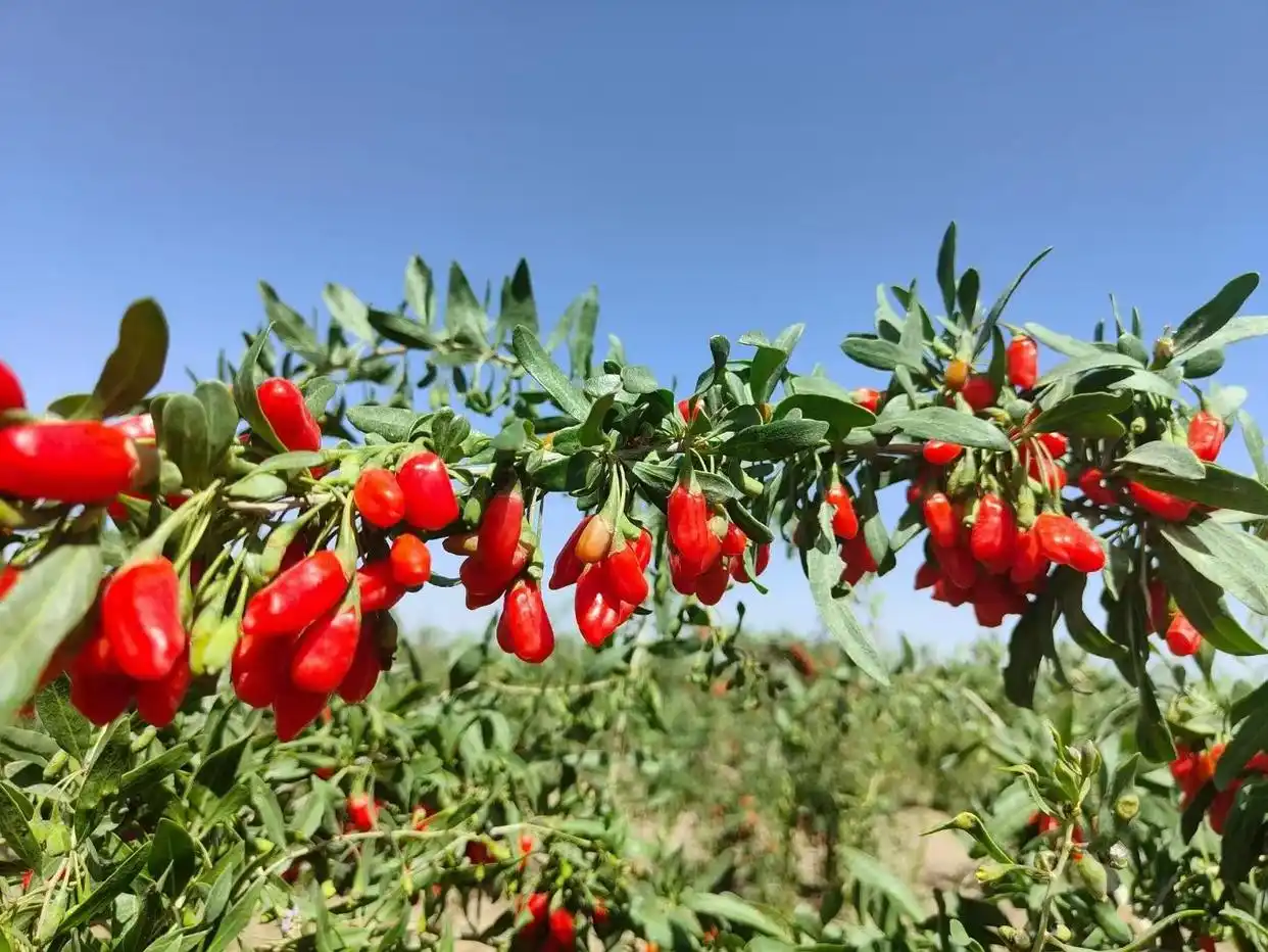 海西蒙古族藏族自治州旅游攻略_青海省海西蒙古族藏族自治州旅游路线_海西州特色景点推荐