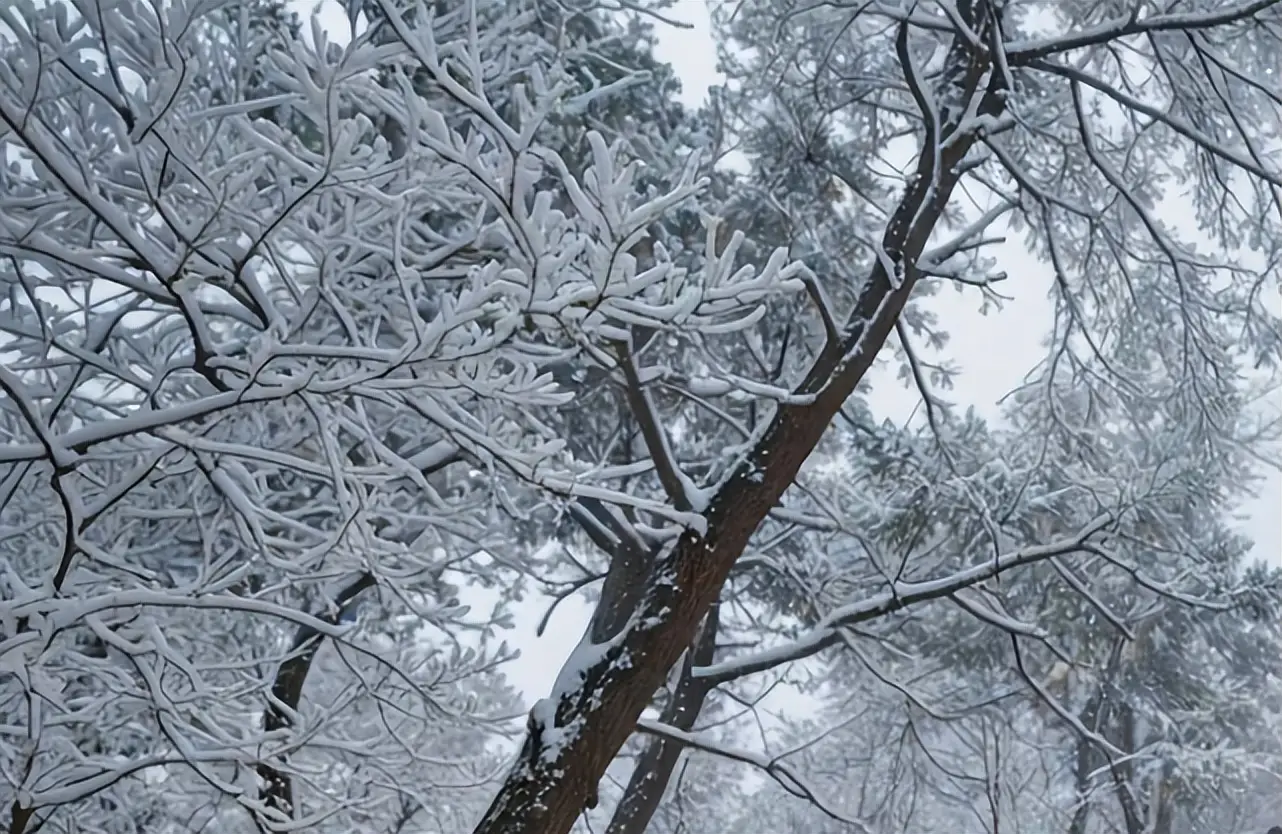 雾凇拍照封神技巧_天柱山天气旅游攻略_天柱山元旦降雪绝美景观解读