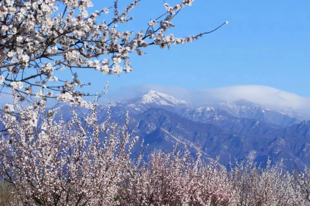 延庆十里画廊旅游攻略_延庆区春季文旅产品推介会_踏青赏花精品线路