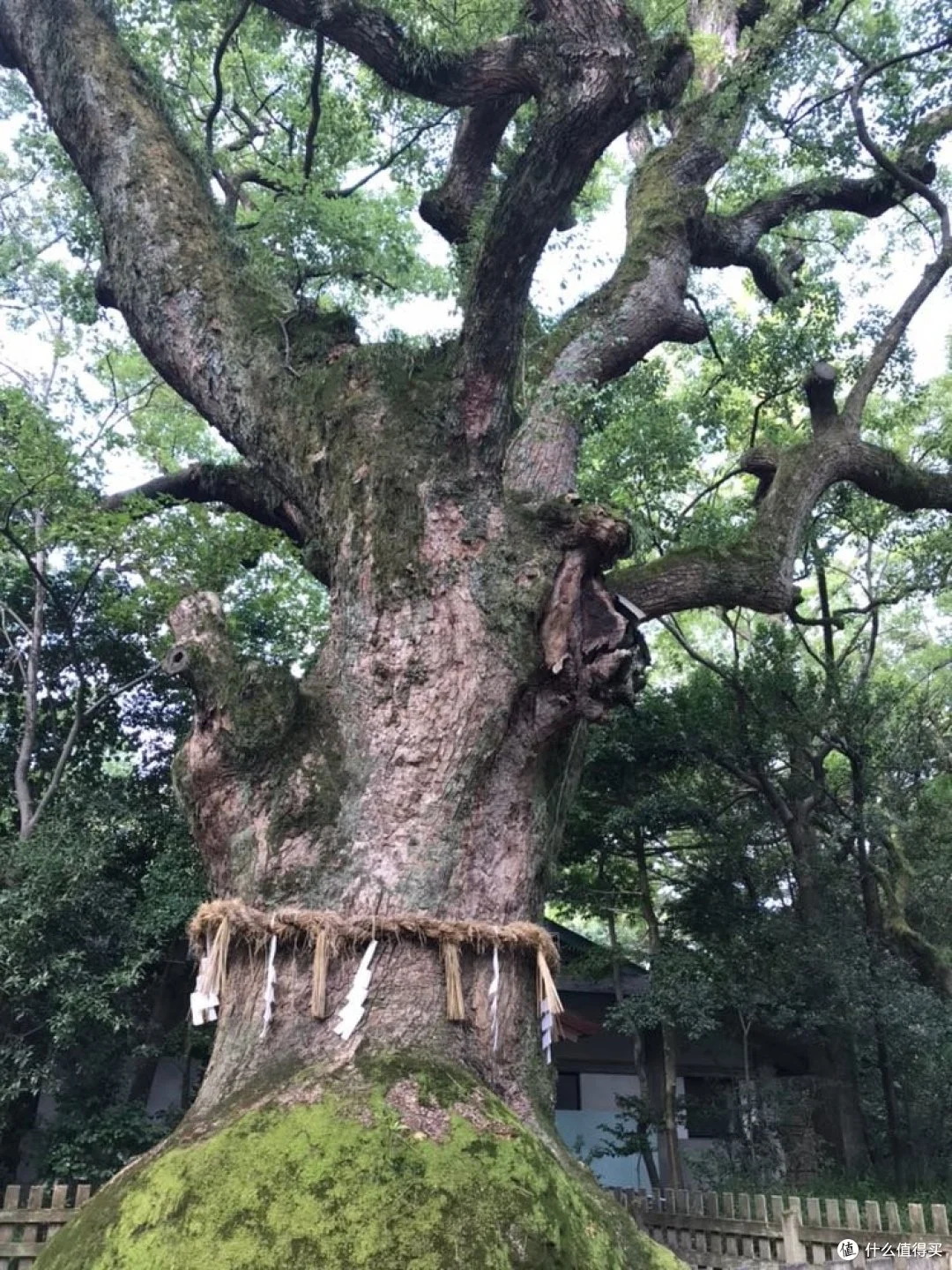 <strong>日本名古屋—加贺—金泽—东京，金秋十月闲云野鹤</strong>