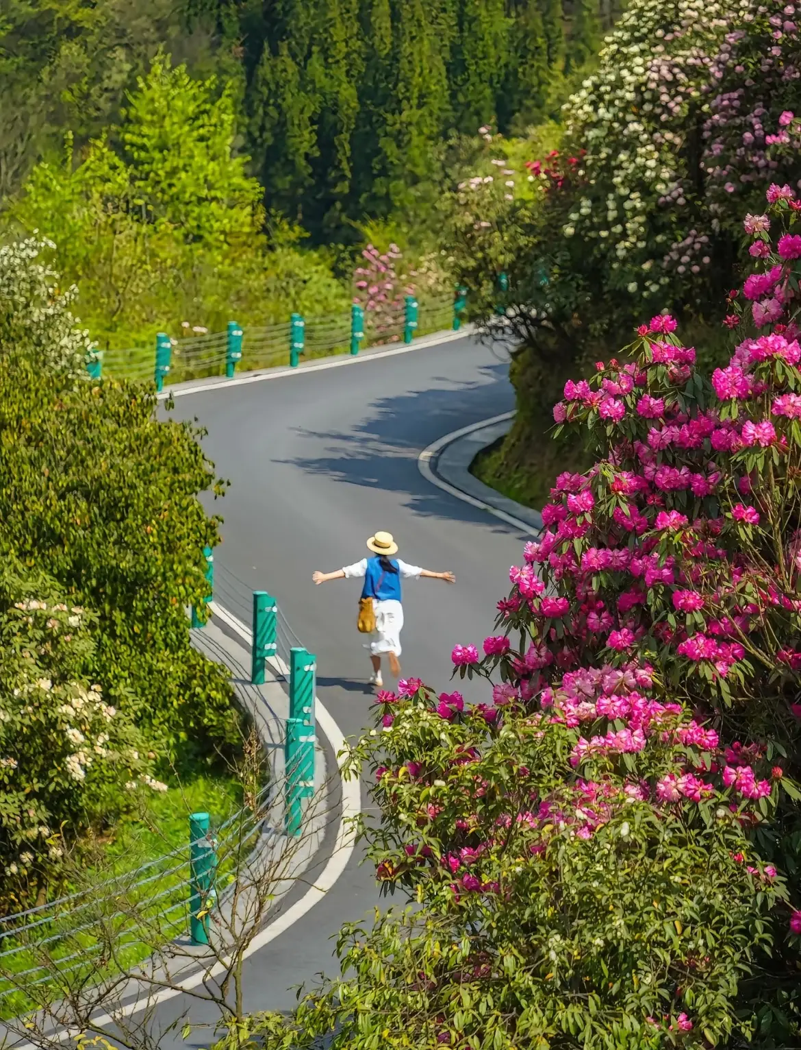贵州百里杜鹃花期攻略_贵州杜鹃花海旅游指南_贵州百里杜鹃旅游攻略
