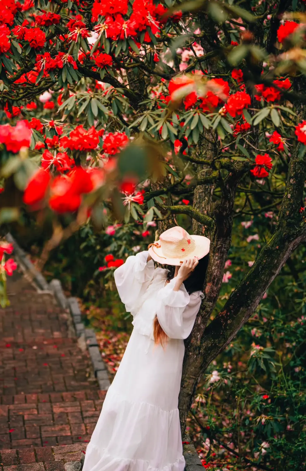贵州杜鹃花海旅游指南_贵州百里杜鹃旅游攻略_贵州百里杜鹃花期攻略