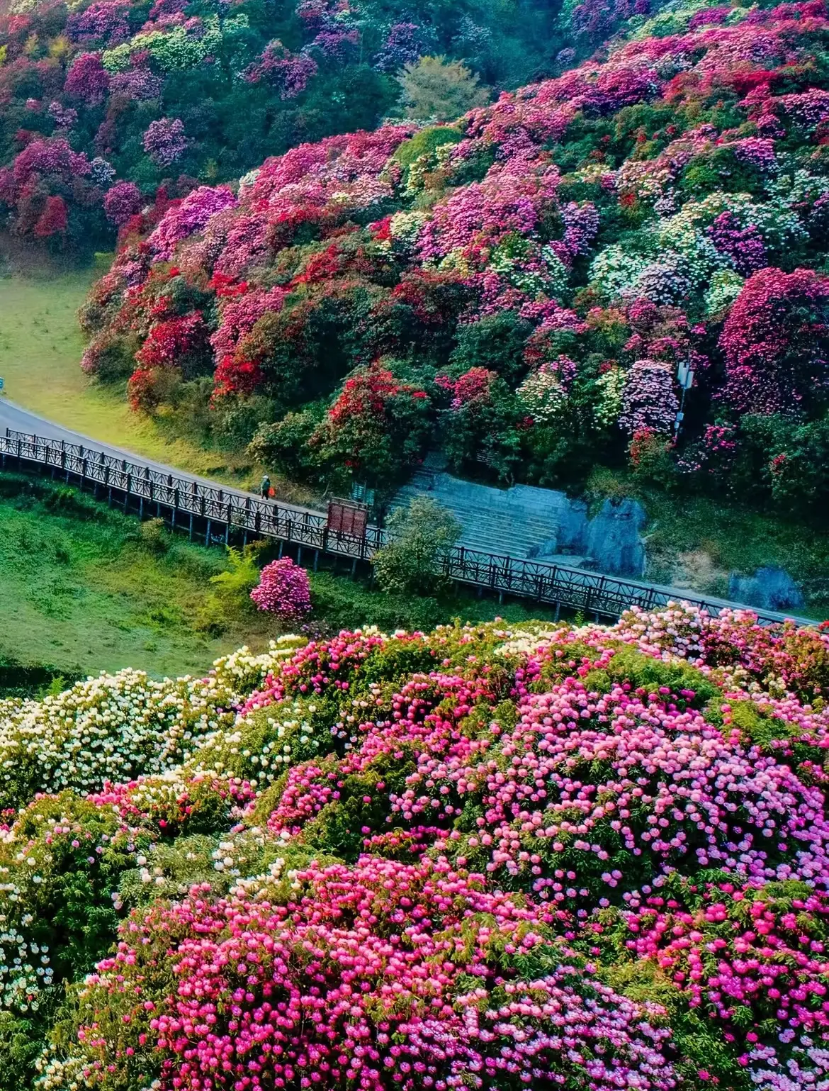 贵州百里杜鹃旅游攻略_贵州杜鹃花海旅游指南_贵州百里杜鹃花期攻略