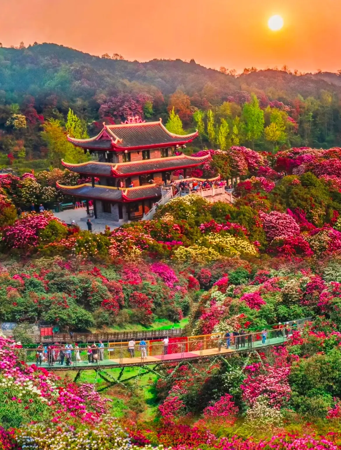 贵州杜鹃花海旅游指南_贵州百里杜鹃旅游攻略_贵州百里杜鹃花期攻略