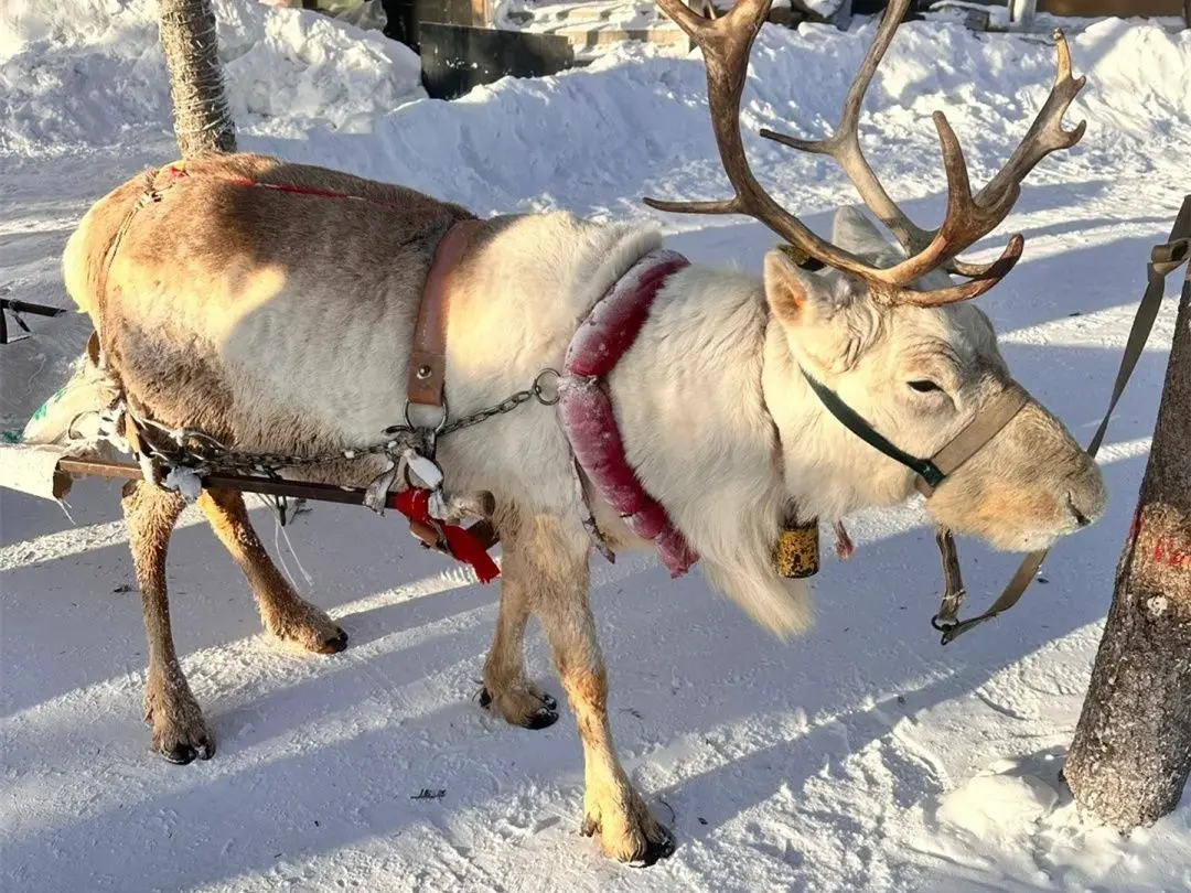 延吉冬季雪景旅游体验_延吉朝鲜族风情旅游攻略_延吉市旅游攻略