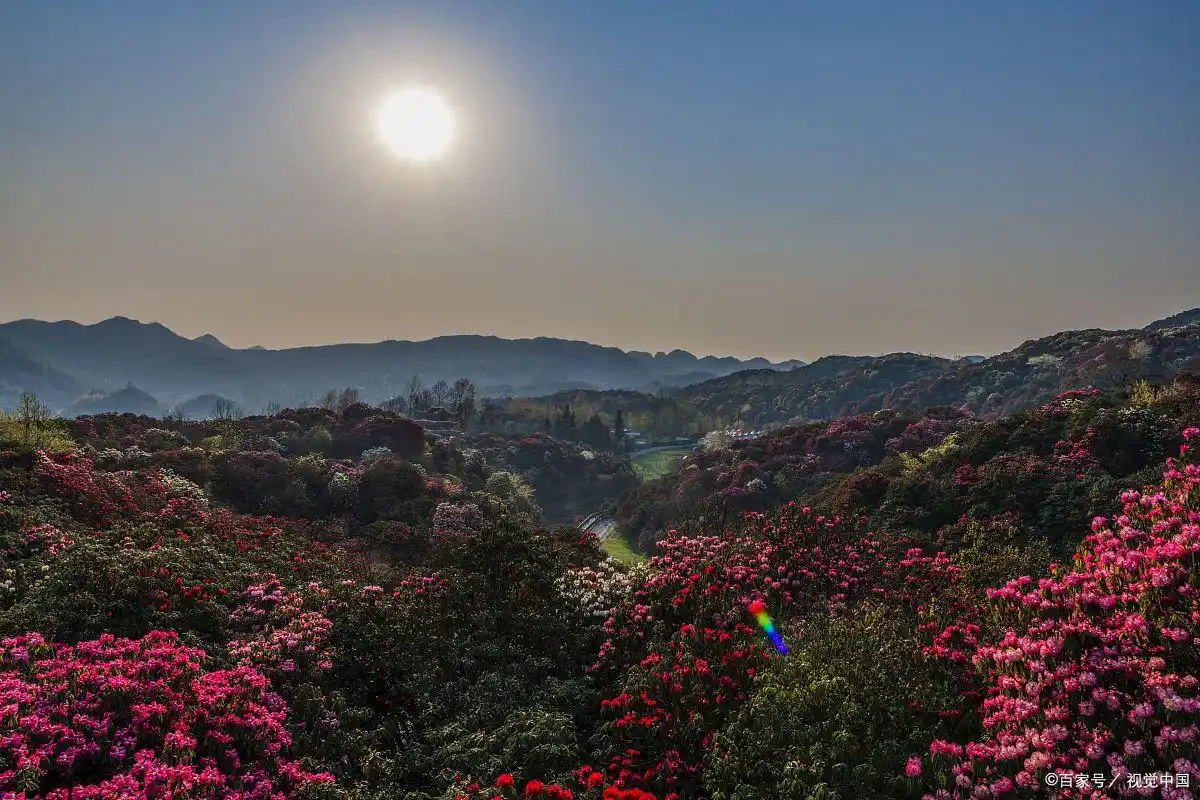 毕节百里杜鹃最佳观赏时间_贵州百里杜鹃旅游攻略_毕节百里杜鹃旅游攻略