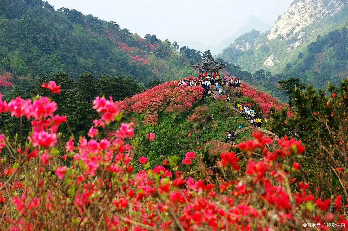 毕节百里杜鹃旅游攻略_毕节百里杜鹃最佳观赏时间_贵州百里杜鹃旅游攻略