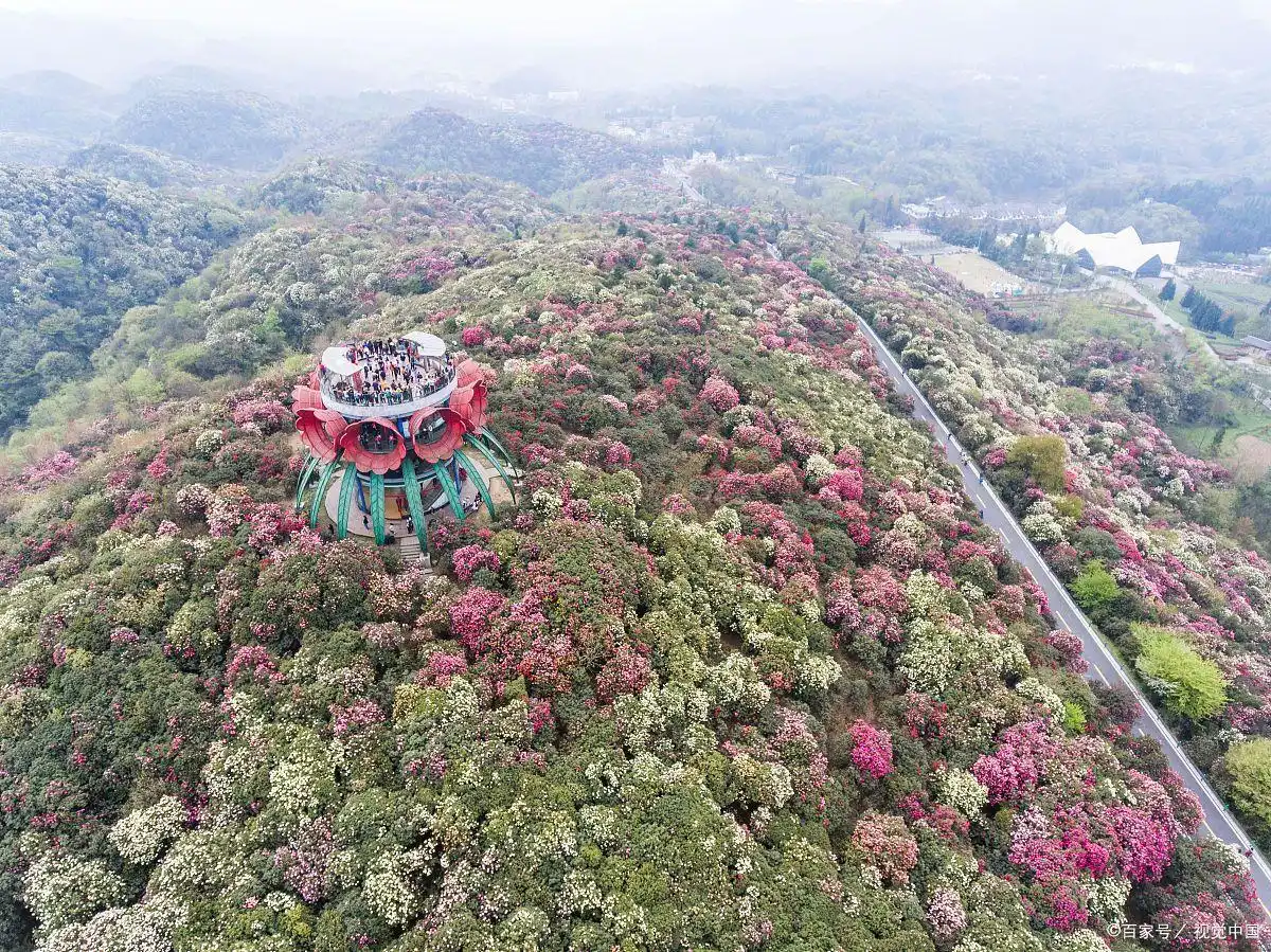 毕节百里杜鹃旅游攻略_毕节百里杜鹃最佳观赏时间_贵州百里杜鹃旅游攻略