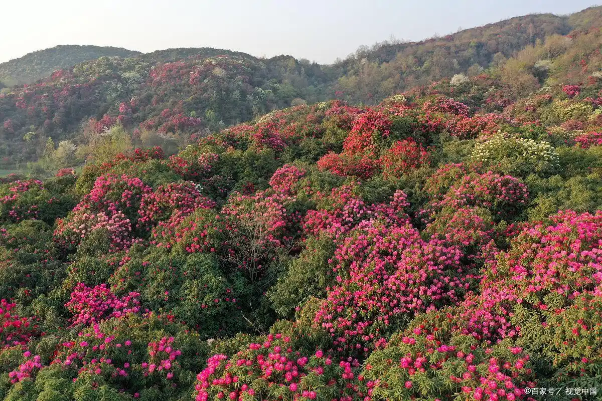 毕节百里杜鹃最佳观赏时间_贵州百里杜鹃旅游攻略_毕节百里杜鹃旅游攻略