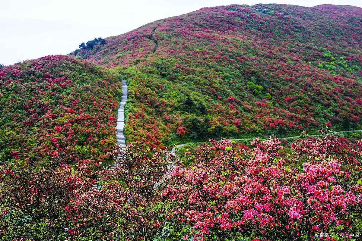 毕节百里杜鹃旅游攻略_毕节百里杜鹃最佳观赏时间_贵州百里杜鹃旅游攻略