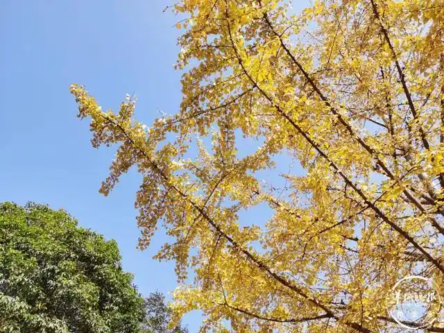 广东秋天赏银杏攻略_南雄银杏旅游攻略_韶关南雄帽子峰银杏观赏