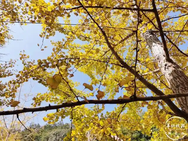 南雄银杏旅游攻略_韶关南雄帽子峰银杏观赏_广东秋天赏银杏攻略