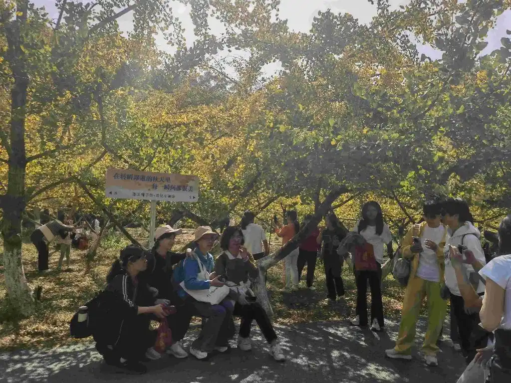 南雄银杏旅游攻略_南雄银杏染秋四季村晚徒步_韶关南雄帽子峰银杏徒步活动