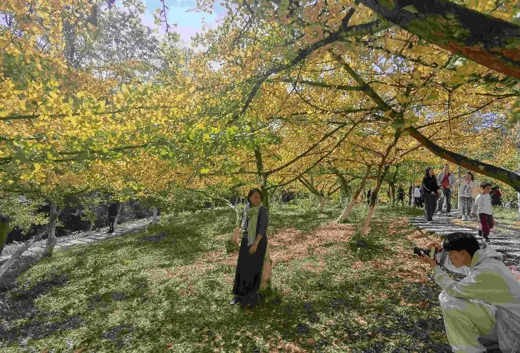 南雄银杏染秋四季村晚徒步_南雄银杏旅游攻略_韶关南雄帽子峰银杏徒步活动