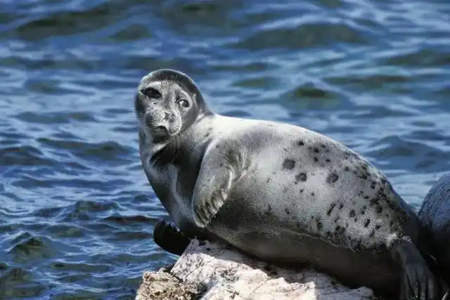 贝加尔湖旅游攻略_贝加尔湖生物多样性探索_贝加尔湖秋季旅游