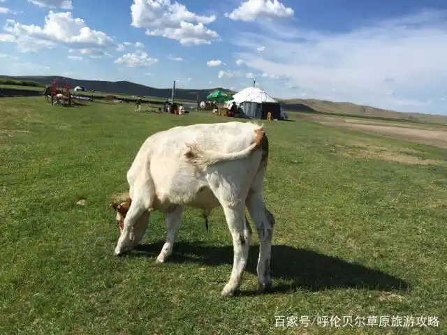呼伦贝尔大草原防坑指南_呼伦贝尔大草原旅游攻略_呼伦贝尔旅游攻略 pdf百度