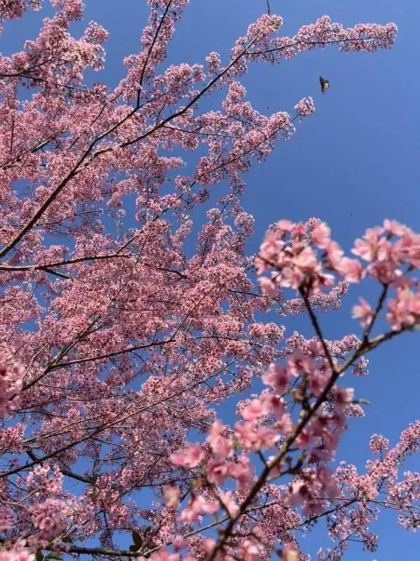 新丰樱花峪旅游攻略_韶关新丰雪峒村樱花茶园_新丰樱花峪景区赏花攻略