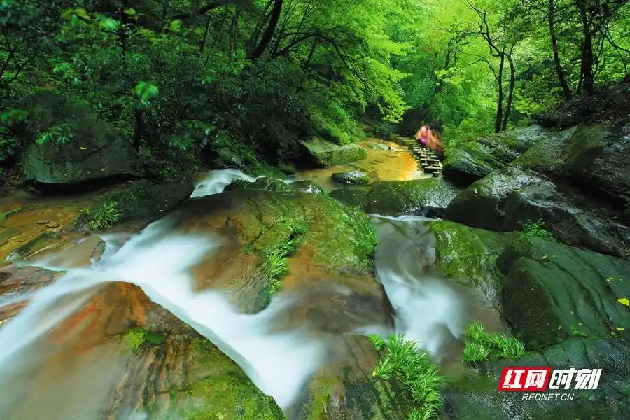 新化紫鹊界旅游攻略_新化县紫鹊界梯田旅游攻略_新化县大熊山国家森林公园