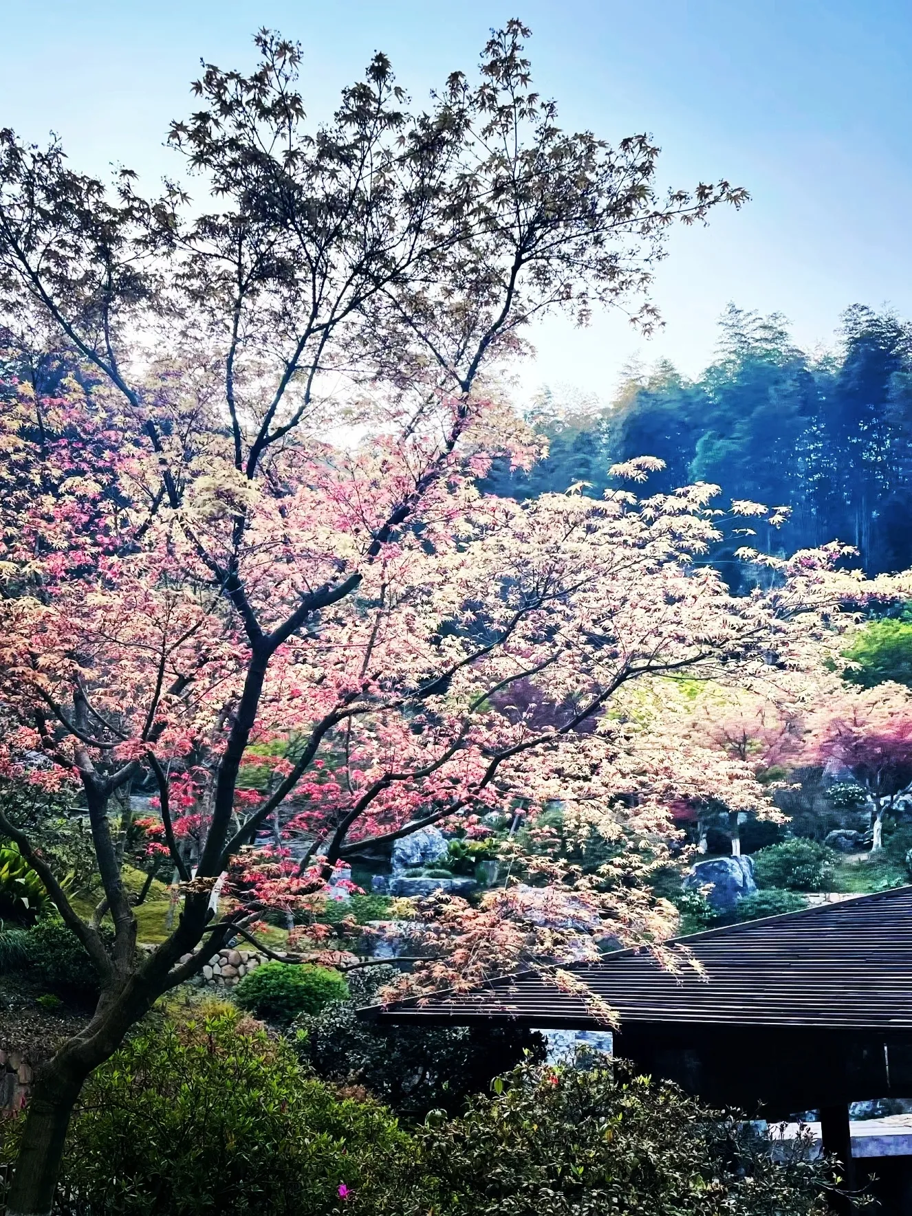 莫干山景点推荐_德清莫干山旅游攻略_德清旅游攻略