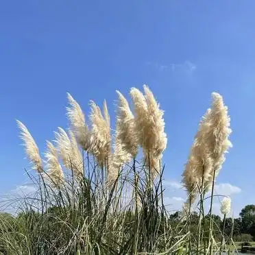 上海<strong>东方绿舟保姆级路线攻略</strong>_避开人流高峰东方绿舟游玩路线_东方绿舟旅游攻略