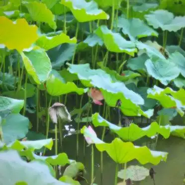 西湖周边景点攻略_龙翔桥地铁站到西湖公交路线_西湖旅游攻略龙翔桥