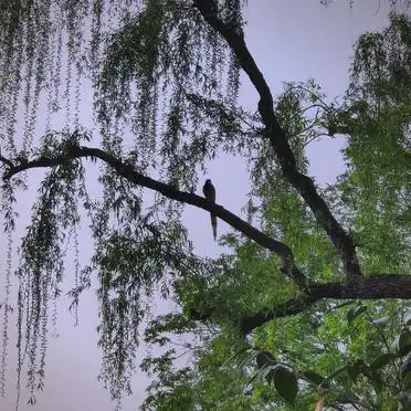 西湖旅游攻略龙翔桥_西湖周边景点攻略_龙翔桥地铁站到西湖公交路线