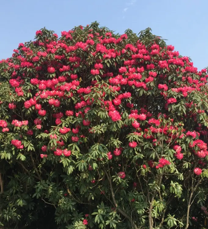 贵州毕节旅游攻略_毕节百里杜鹃旅游攻略_毕节百里杜鹃最佳旅行时间