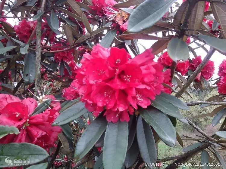 贵州毕节旅游攻略_毕节百里杜鹃旅游攻略_毕节百里杜鹃最佳旅行时间