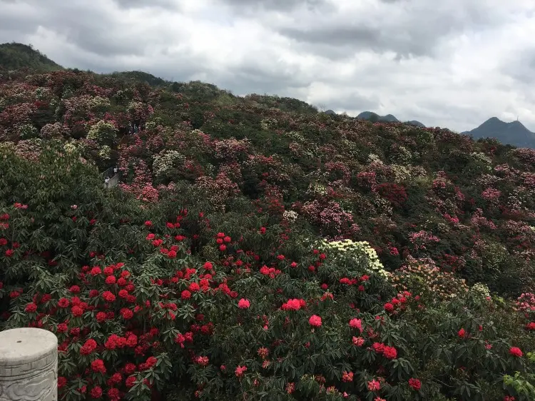 贵州毕节旅游攻略_毕节百里杜鹃最佳旅行时间_毕节百里杜鹃旅游攻略