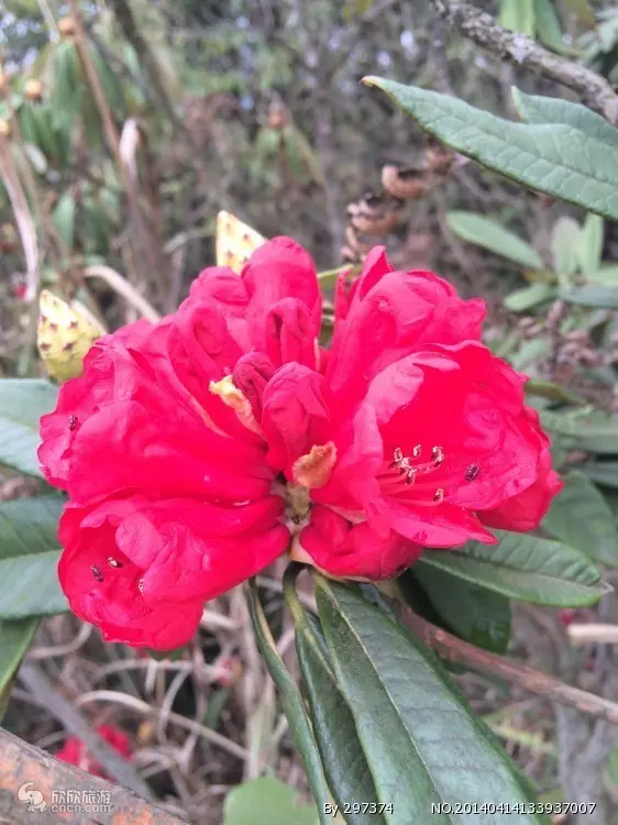 贵州毕节旅游攻略_毕节百里杜鹃最佳旅行时间_毕节百里杜鹃旅游攻略