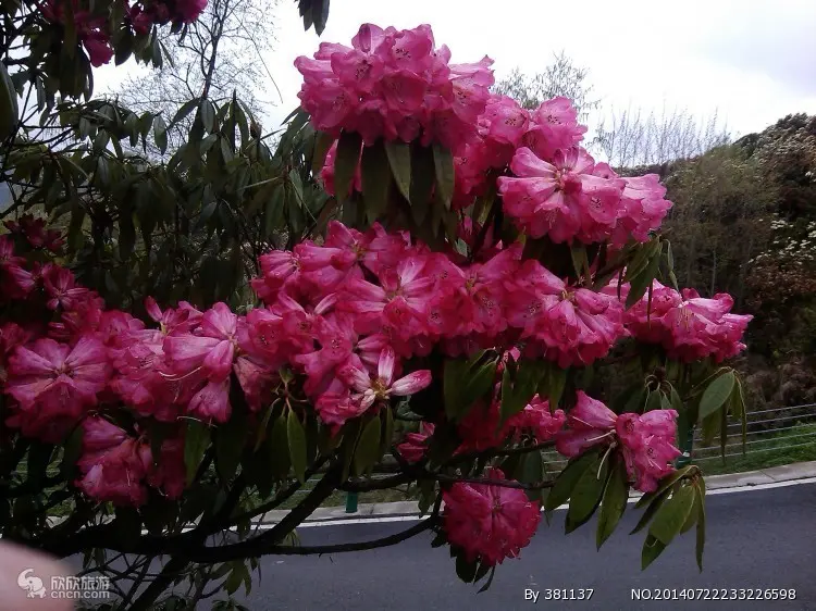 毕节百里杜鹃最佳旅行时间_毕节百里杜鹃旅游攻略_贵州毕节旅游攻略